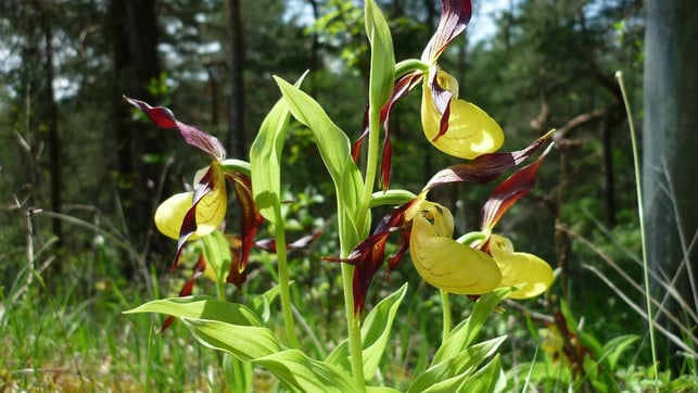 im-niederwald-wachsen-seltene-orchideenarten-cc0-pixabay-jurgko-220528_download Im Niederwald wachsen seltene Orchideenarten.