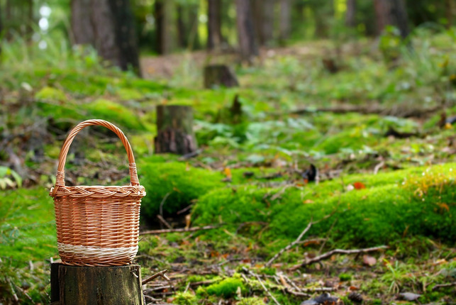erkunde-die-natur-bei-einem-waldspaziergang-cc0-pixabay-katerinavulcova-220813_download Erkunde die Natur bei einem Waldspaziergang.