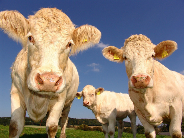 oekologische-tierhaltung-richtet-sich-nach-den-bedue-cc0-pixabay-3d_maennchen-191023_download Ökologische Tierhaltung richtet sich nach den Bedürfnissen der Tiere und nicht allein nach Kosten und Erträgen.