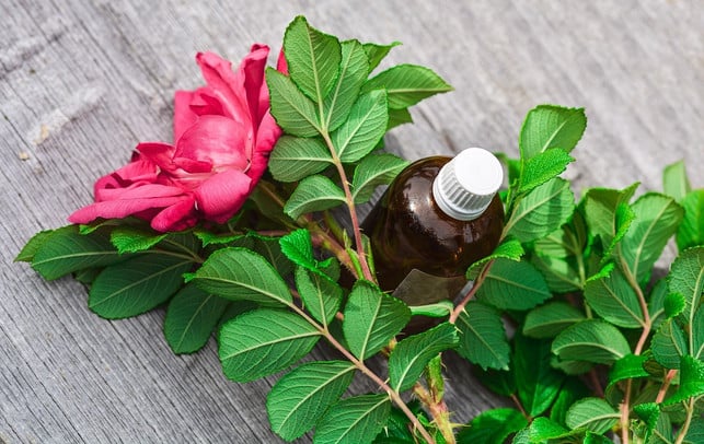 ein-selbstgemachtes-rosenkoerperoel-verwoehnt-die-hau-cc0-pixabay-monicore-220630_download Ein selbstgemachtes Rosenkörperöl verwöhnt die Haut.