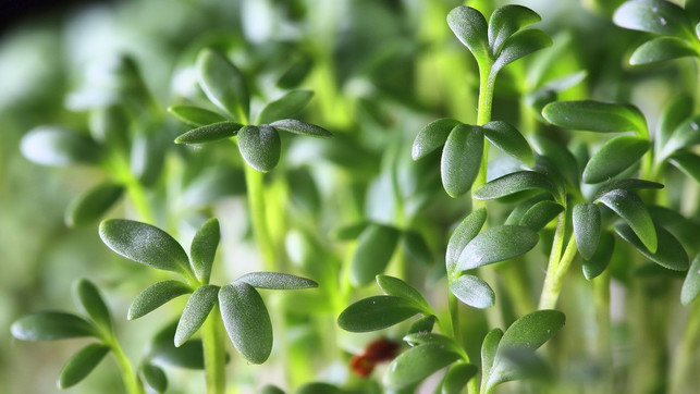 Kresse ist gesund Nährwerte und Vitamine des frischen Krauts Utopia.de