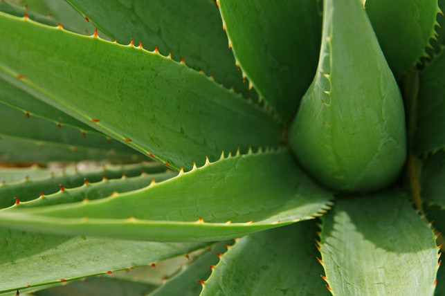 aloe-vera-bltter-cc0-pixabay-alsampang-170616 Eine Aloe vera kommt mit wenig Wasser aus.