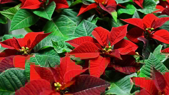 weihnachten-pflanzen-giftig-cc0-pixabay-kriemer-211229 weihnachten pflanzen giftig