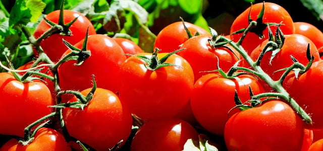 Tomatenallergie