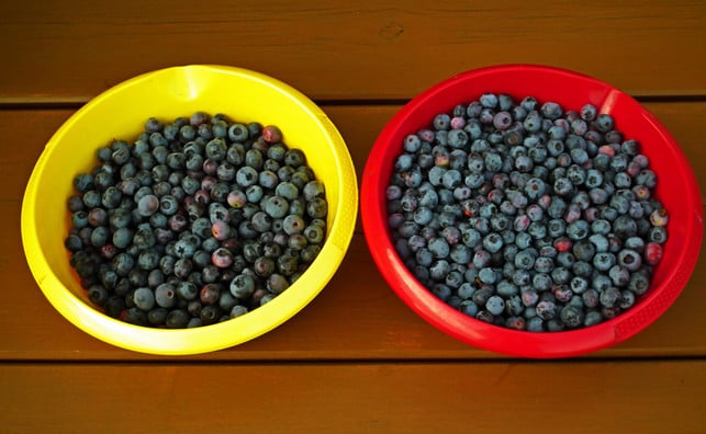 eine-grosse-heidelbeer-ernte-musst-du-gegebenenfall-cc0--pixabay--mrgajowy3-250729_download Eine große Heidelbeer-Ernte musst du gegebenenfalls in mehreren Durchgängen waschen.