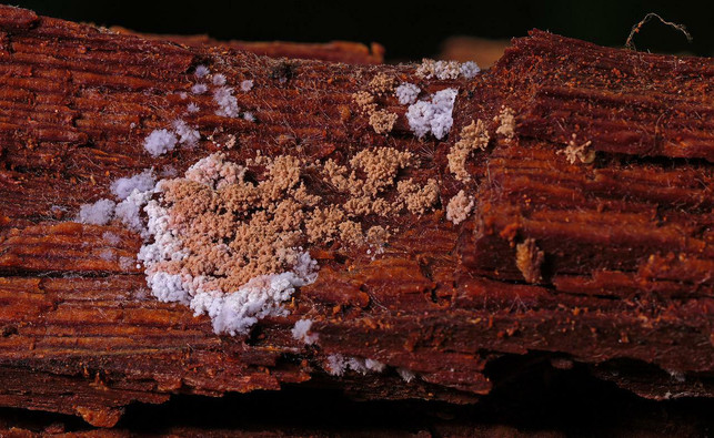 orangener-schimmel-bildet-sich-haeufig-auf-nassem-h-cc0-pixabay-adege-220912_download Oranger Schimmel bildet sich häufig auf nassem Holz.