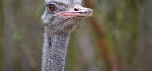 ostrich effekt