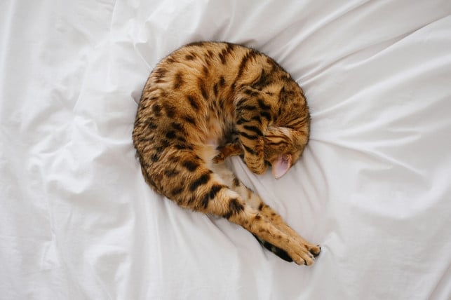 schlaeft-deine-katze-im-bett-kann-dir-das-beruhige-cc0-pixabay-stocksnap-221030_download Schläft deine Katze im Bett, kann dir das beruhigende Schnurren eventuell beim Einschlafen helfen.