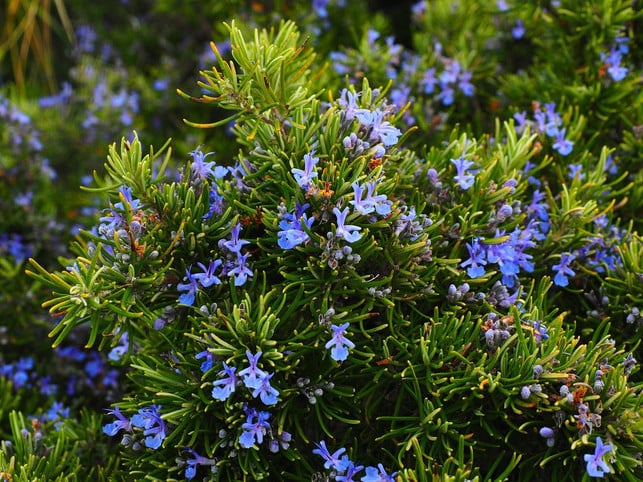 rosemary-provides-invigorating-elements-in-the-massage-oil-cc0-pixabay-hans-180509_download Rosemary is an invigorating element in massage oil.