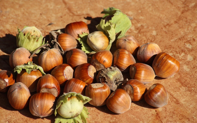 wenn-du-einen-haselnussstrauch-im-garten-hast-kan-cc0-pixabay-_alicja_-181108 Wenn du einen Haselnussstrauch im Garten hast, kannst du ihn im Herbst ernten und die Nüsse rösten.
