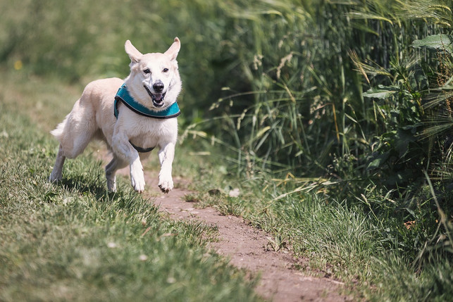 vegan-fuer-den-hund-ist-umstritten-cc0-pixabay-labruixa-190710_download Vegan für den Hund ist umstritten