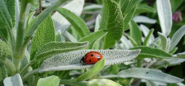 schmerzmittel-salbei-pb-marionkollmeier-170315-1280x600 Echter Salbei gedeiht auch in Deutschland pflanzliches Schmerzmittel