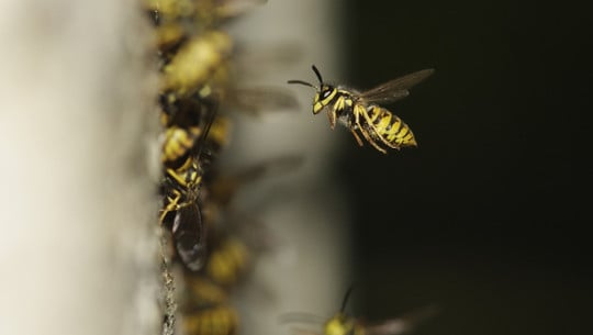 wespennest-im-rolladenkasten-cc0-pixabay-gwendoline63-220706 wespennest im rolladenkasten