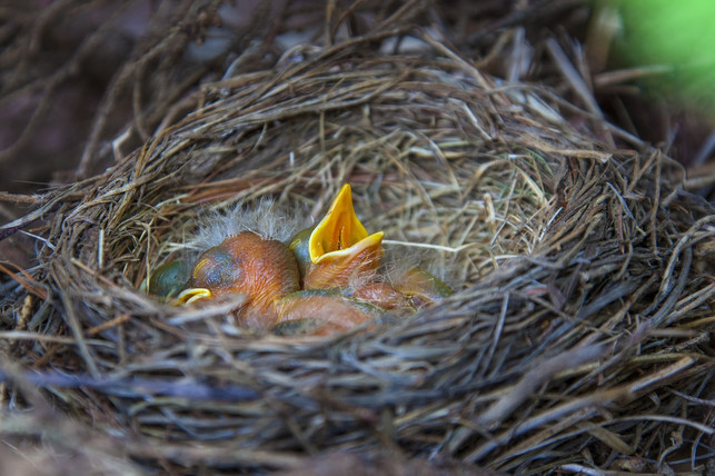 hast-du-in-der-naehe-eines-vogelnests-einen-babyvog-cc0-pixabay-mohann-210311_download Wenn du in der Nähe eines Vogelnests einen Babyvogel gefunden hast, dann kannst du probieren, ihn wieder hineinzusetzen.