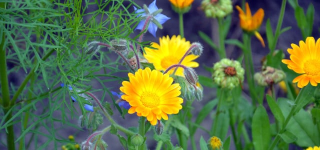 Bienenweide: Ringelblume