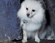 eBay Kleinanzeigen Hunde Welpen Haustiere