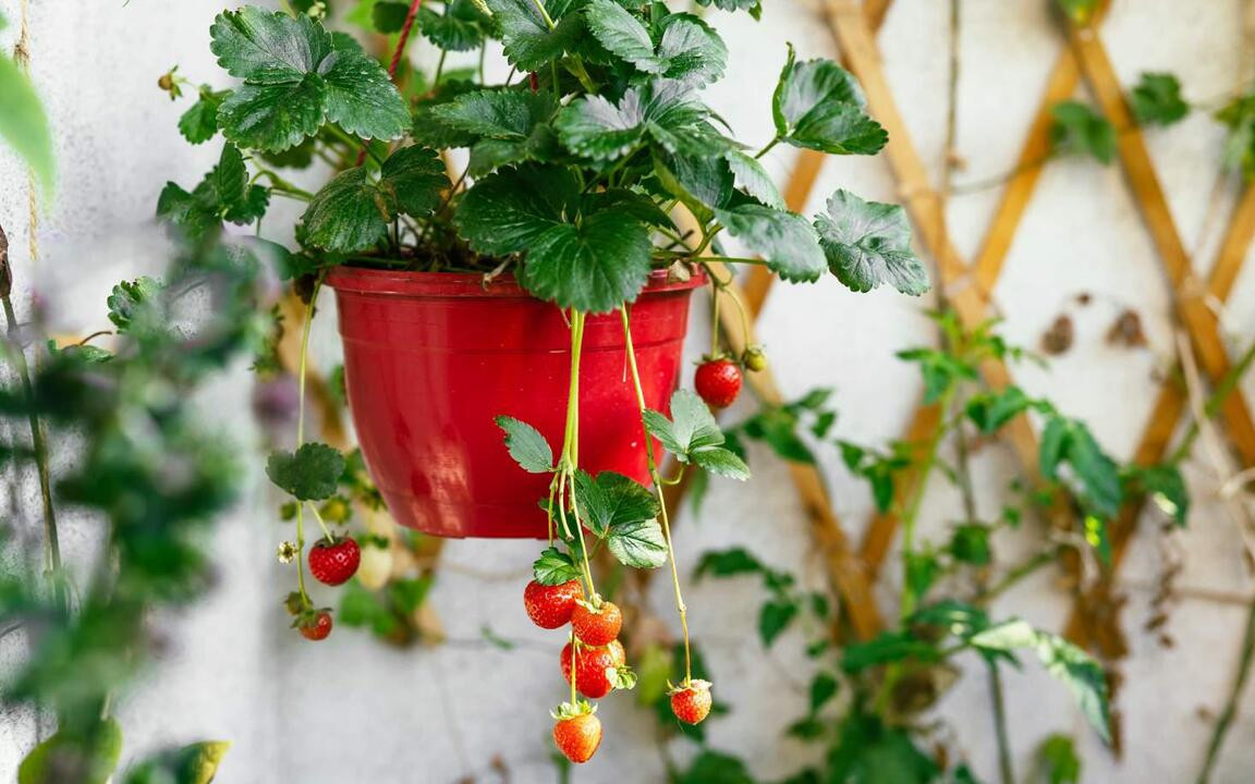 Hngeerdbeeren: So baust du sie auf dem Balkon an - Utopia.de