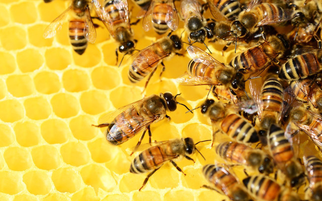 ein-bienenschwarm-tummelt-sich-auf-einer-honigwabe-cc0-pixabay-pollydot-190103 Ein Bienenschwarm tummelt sich auf einer Honigwabe.