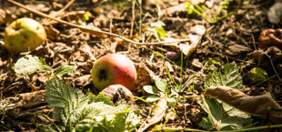 Äpfel, Kastanien, Nüsse: Hier darfst du sie sammeln