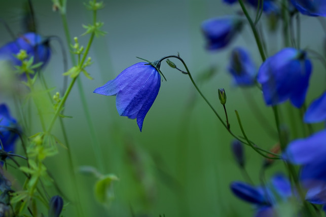 auch-glockenblumen-gehoeren-zu-den-winterharten-sta-cc0-pixabay-pezibear-190820_download Auch Glockenblumen gehören zu den winterharten Stauden.