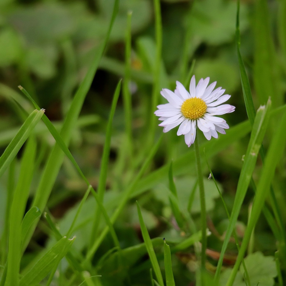 Gnseblmchen im Rasen? Das verrt die kleine Blte wirklich ber deinen  Boden - Utopia.de