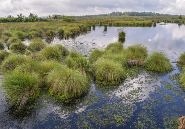 moorboeden-binden-weltweit-schaetzungsweise-550-mill-cc0-pixabay-652234-250307_download Moorböden binden weltweit schätzungsweise 550 Milliarden Tonnen Kohlenstoff, die so nicht in die Atmosphäre gelangen können.