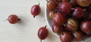 Stachelbeeren einkochen