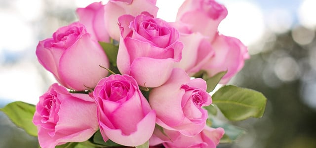 Rosen zum Valentinstag? So findest du bessere Blumen