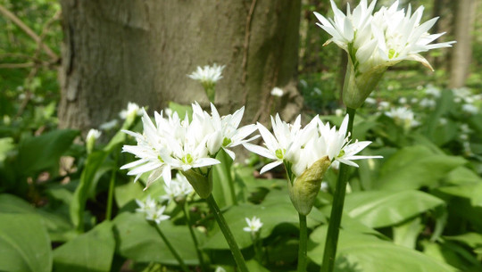 baerlauch-blueht-cc0-pixabay-stepphyazinthe-240417 bärlauch blüht