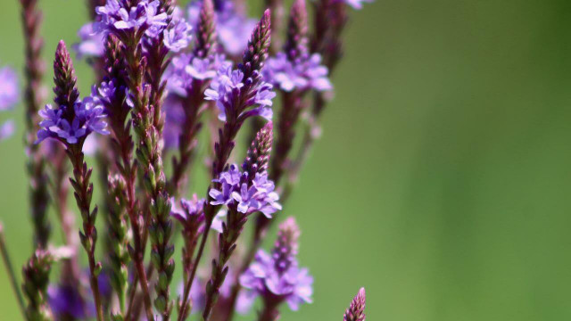 eisenkraut-cc0-pixabay-nennieinszweidrei-220722 eisenkraut