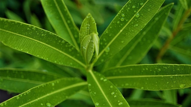 oleander-sollte-an-einem-kuehlen-und-hellen-ort-uebe-cc0-pixabay-mylene2401-230108_download Oleander sollte an einem kühlen und hellen Ort überwintern.