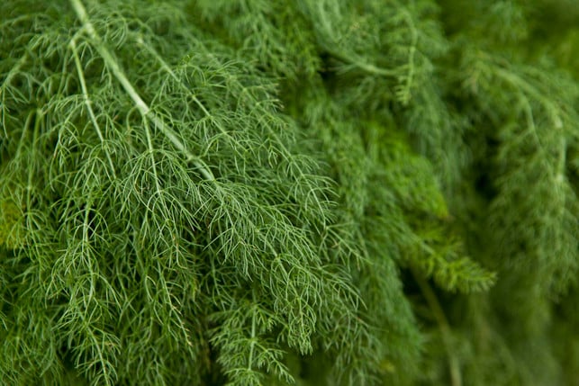 auch-dill-raubt-deinen-tomaten-die-naehrstoffe-cc0-pixabay-8618939-250407_download Auch Dill raubt deinen Tomaten die Nährstoffe.