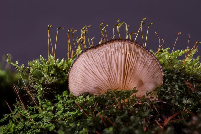 den-austernseitling-findest-du-haeufig-an-buchen-od-cc0-pixabay-adege-230111_download Den Austernseitling findest du häufig an Buchen oder Weiden.