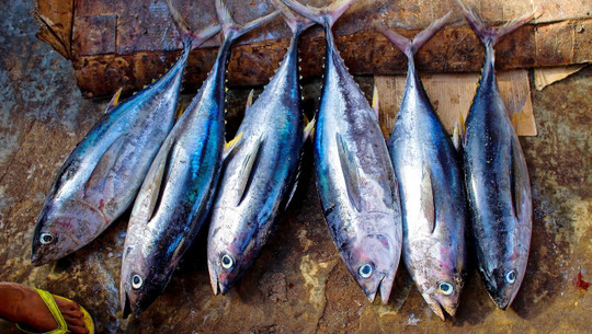 thunfisch-quecksilber-cc0-pixabay-27707-230512 thunfisch quecksilber