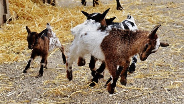 ziegen-nachwuchs-kitze-pb-Alexas_Fotos-220706-1280x720-1 Ziegenkitze sind niedlich, aber was passiert bei der Milchziegenhaltung mit dem männlichen Nachwuchs?