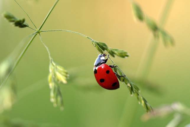 marienkaefer-suchen-sich-im-herbst-eine-sichere-uebe-cc0-pixabay-myriams-fotos-180421_download Marienkäfer suchen sich im Herbst eine sichere Überwinterungsmöglichkeit.
