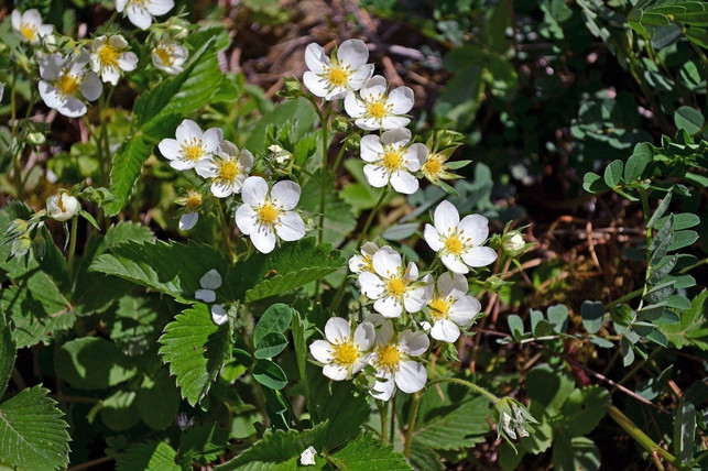 die-blueten-der-walderdbeere-leuchten-in-weiss-und-g-cc0-pixabay-starchim01-200721_download Die Blüten der Walderdbeere leuchten in weiß und gelb.