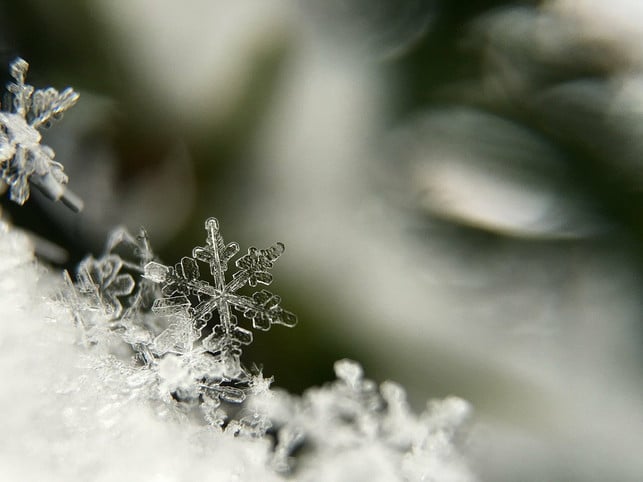 die-pflanze-hat-ihren-namen-nicht-ohne-grund-ihr-cc0-pixabay-free-photos-210914_download Die Pflanze hat ihren Namen nicht ohne Grund – Ihre Blüten erinnern an Schneeflocken.