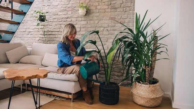 umzug-pflanzen-frau1-dpa Pflanzen sollten weder nass noch trocken auf die Umzugstour gehen - am besten gießt man sie einige Tage vorher.