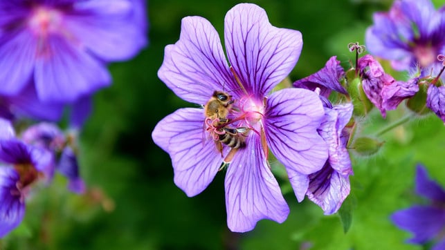 Wie deine Balkonpflanzen Bienen töten, anstatt sie zu retten Utopia.de