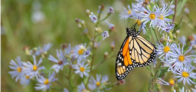 Insektensterben verhindern: Schmetterling, Blumenwiese