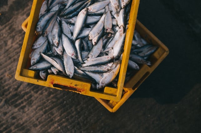 fisch-essen-cc0-pixabay-free-photos-181224_download Fisch essen