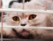 Tiere ohne Grund getötet: Ärzte gegen Tierversuche stellt 14 Strafanzeigen