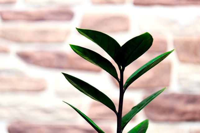 gluecksfedern-machen-ihrem-namen-alle-ehre-denn-si-cc0-pixabay-ignartonosbg-250321_download Glücksfedern machen ihrem Namen alle Ehre, denn sie bescheren auch Menschen ohne grünen Daumen das Glücksgefühl eigener Zimmerpflanzen.