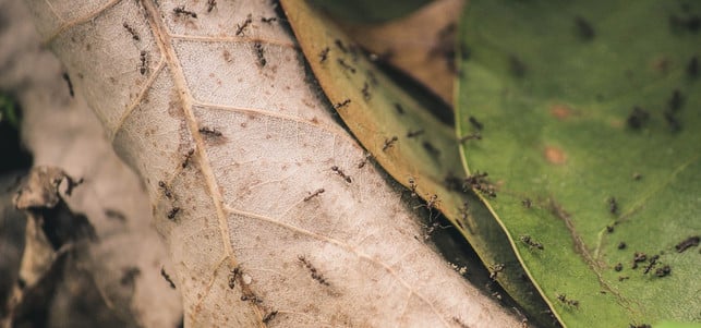 ameisen-insekten-vertreiben-pb-1700602-1280x600 Insekten vertreiben Mücken Wespen Ameisen Fliegen