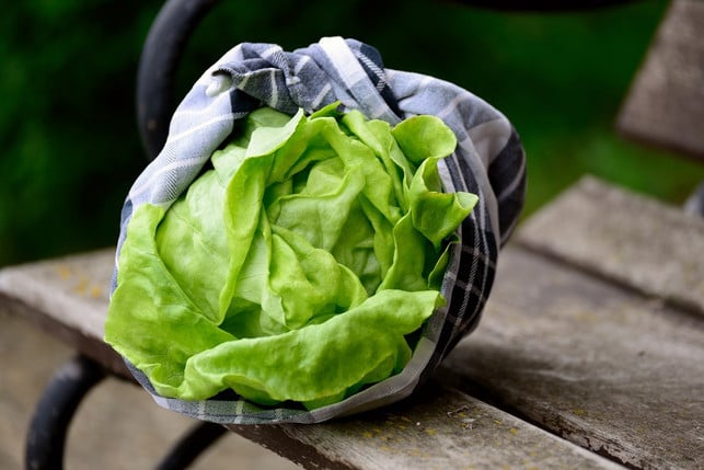 kraeftiges-schuetteln-befreit-den-salatkopf-von-blat-cc0-pixabay-congerdesign-230605_download Kräftiges Schütteln befreit den Salatkopf von Blattläusen.