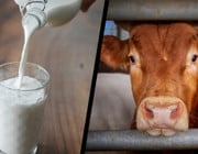 Ist Milch gesund - oder ungesund?