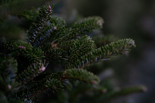 damit-der-weihnachtsbaum-lange-frisch-bleibt-soll-cc0-pixabay-jatocreate-241214_download Damit der Weihnachtsbaum lange frisch bleibt, solltest du ihn erst wenige Tage für Heiligabend kaufen.