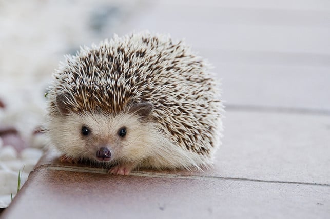 beruehre-einen-igel-nicht-mit-blossen-haenden-cc0-pixabay-amayaeguizabal-241125_download Berühre einen Igel nicht mit bloßen Händen.