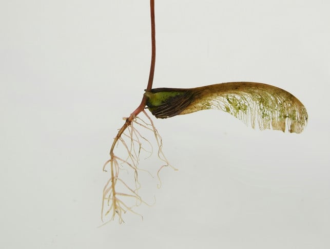 die-ahornfrucht-enthaelt-samen-aus-denen-wiederum-cc0-unsplash-laura-ockel-241125_download Die Ahornfrucht enthält Samen, aus denen wiederum neue Pflanzen wachsen.